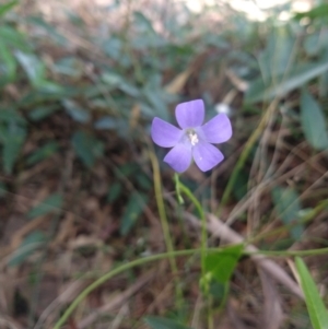 Wahlenbergia capillaris at Greenleigh, NSW - 13 Apr 2022 12:00 PM