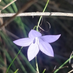 Wahlenbergia capillaris at Greenleigh, NSW - 13 Apr 2022