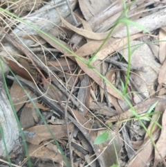Wahlenbergia capillaris at Greenleigh, NSW - 13 Apr 2022