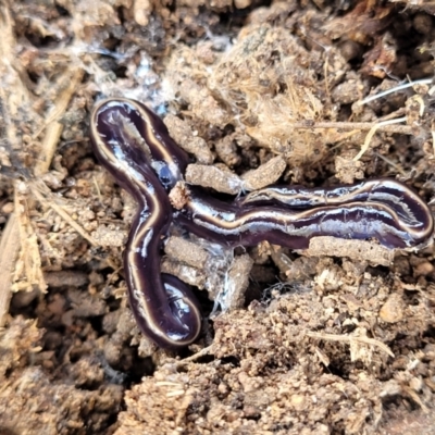 Caenoplana coerulea (Blue Planarian, Blue Garden Flatworm) at Bullen Range - 12 Apr 2022 by trevorpreston