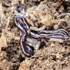 Caenoplana coerulea (Blue Planarian, Blue Garden Flatworm) at Bullen Range - 12 Apr 2022 by trevorpreston
