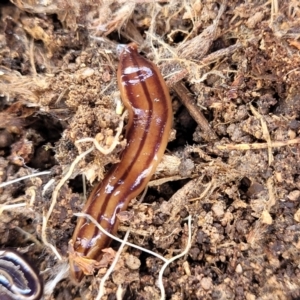 Anzoplana trilineata at Paddys River, ACT - 12 Apr 2022