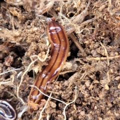 Anzoplana trilineata (A Flatworm) at Bullen Range - 12 Apr 2022 by trevorpreston