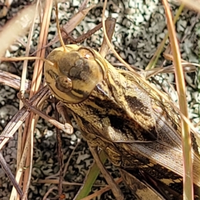 Gastrimargus musicus (Yellow-winged Locust or Grasshopper) at Paddys River, ACT - 12 Apr 2022 by trevorpreston