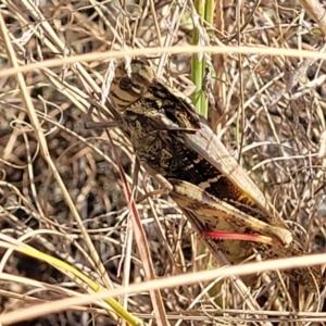 Gastrimargus musicus at Paddys River, ACT - 12 Apr 2022 01:31 PM