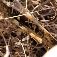 Gastrimargus musicus at Paddys River, ACT - 12 Apr 2022 01:31 PM