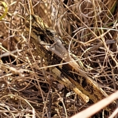 Gastrimargus musicus at Paddys River, ACT - 12 Apr 2022 01:31 PM