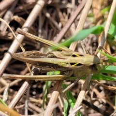 Caledia captiva (grasshopper) at Paddys River, ACT - 12 Apr 2022 by trevorpreston