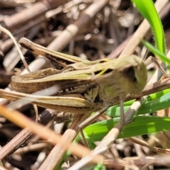 Caledia captiva at Paddys River, ACT - 12 Apr 2022 01:36 PM