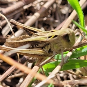 Caledia captiva at Paddys River, ACT - 12 Apr 2022 01:36 PM