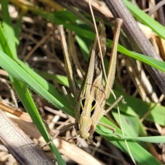 Caledia captiva at Paddys River, ACT - 12 Apr 2022 01:36 PM