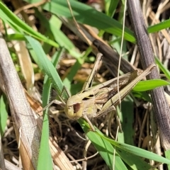 Caledia captiva at Paddys River, ACT - 12 Apr 2022 01:36 PM