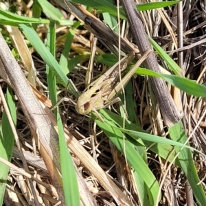 Caledia captiva at Paddys River, ACT - 12 Apr 2022 01:36 PM