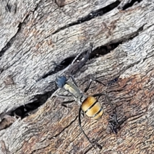 Polyrhachis ammon at Paddys River, ACT - 12 Apr 2022