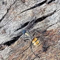 Polyrhachis ammon (Golden-spined Ant, Golden Ant) at Bullen Range - 12 Apr 2022 by trevorpreston