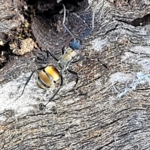 Polyrhachis ammon at Paddys River, ACT - 12 Apr 2022