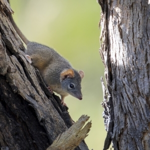 Antechinus flavipes at Bellmount Forest, NSW - 12 Apr 2022 03:08 PM