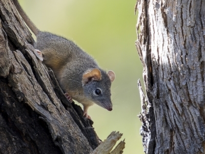 Antechinus flavipes (Yellow-footed Antechinus) at Bellmount Forest, NSW - 12 Apr 2022 by trevsci