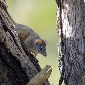 Antechinus flavipes at Bellmount Forest, NSW - 12 Apr 2022