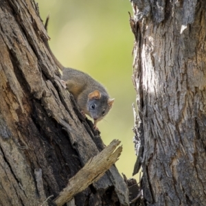 Antechinus flavipes at Bellmount Forest, NSW - 12 Apr 2022 03:08 PM