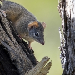 Antechinus flavipes at Bellmount Forest, NSW - 12 Apr 2022 03:08 PM