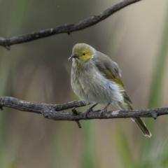 Ptilotula penicillata (White-plumed Honeyeater) at Bellmount Forest, NSW - 12 Apr 2022 by trevsci