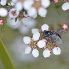 Dasybasis sp. (genus) at Wamboin, NSW - 6 Nov 2021