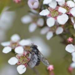 Dasybasis sp. (genus) at Wamboin, NSW - 6 Nov 2021