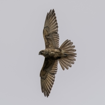 Falco berigora (Brown Falcon) at Bellmount Forest, NSW - 12 Apr 2022 by trevsci