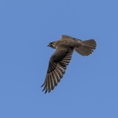 Falco berigora at Bellmount Forest, NSW - 12 Apr 2022