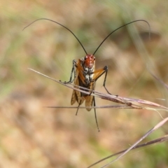 Chorista australis (Autumn scorpion fly) at Rugosa at Yass River - 12 Apr 2022 by SenexRugosus