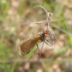 Chorista australis at Yass River, NSW - 12 Apr 2022