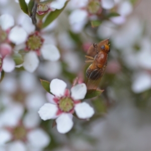 Sapromyza sp. (genus) at Wamboin, NSW - 6 Nov 2021