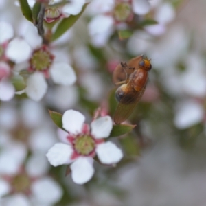 Sapromyza sp. (genus) at Wamboin, NSW - 6 Nov 2021