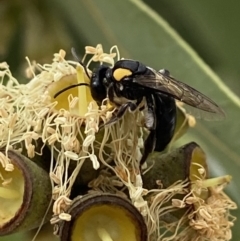 Leioproctus (Leioproctus) irroratus (Yellow-shouldered Bee) at Acton, ACT - 12 Apr 2022 by AJB