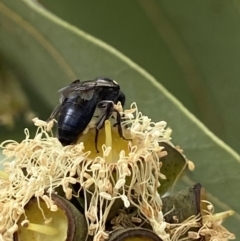 Leioproctus (Leioproctus) irroratus at Acton, ACT - 12 Apr 2022