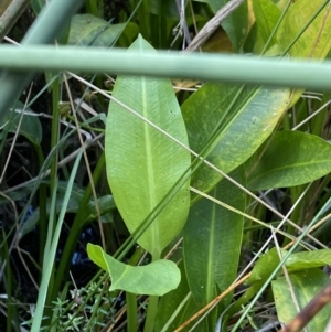 Sagittaria platyphylla at Acton, ACT - 12 Apr 2022