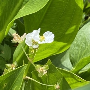 Sagittaria platyphylla at Acton, ACT - 12 Apr 2022