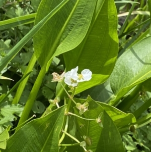 Sagittaria platyphylla at Acton, ACT - 12 Apr 2022