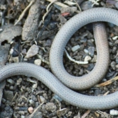 Aprasia parapulchella (Pink-tailed Worm-lizard) at QPRC LGA - 12 Apr 2022 by TmacPictures