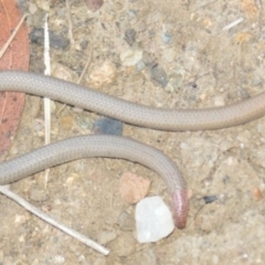 Aprasia parapulchella at Karabar, NSW - 12 Apr 2022