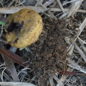 Scleroderma sp. at Jerrabomberra, NSW - 12 Apr 2022