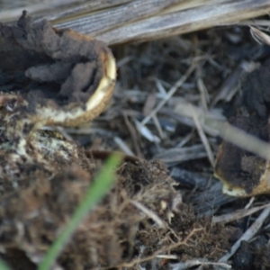 Scleroderma sp. at suppressed - 12 Apr 2022