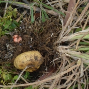 Scleroderma sp. at suppressed - 12 Apr 2022