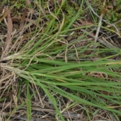 Scleroderma sp. at suppressed - 12 Apr 2022