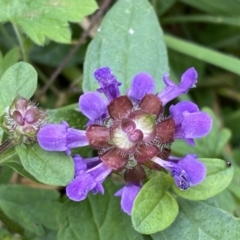 Prunella vulgaris (Self-heal, Heal All) at Tidbinbilla Nature Reserve - 12 Apr 2022 by Steve_Bok