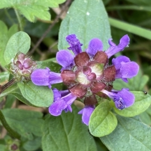 Prunella vulgaris at Paddys River, ACT - 12 Apr 2022