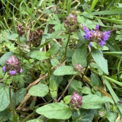 Prunella vulgaris at Paddys River, ACT - 12 Apr 2022 01:01 PM