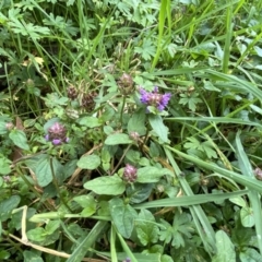 Prunella vulgaris at Paddys River, ACT - 12 Apr 2022 01:01 PM