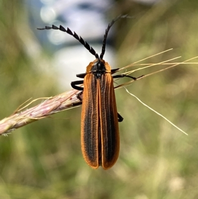 Trichalus sp. (genus) (Net-winged beetle) at Paddys River, ACT - 12 Apr 2022 by Steve_Bok